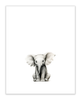 "Baby Elephant" Print