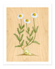 "Emily Chamomile" Print